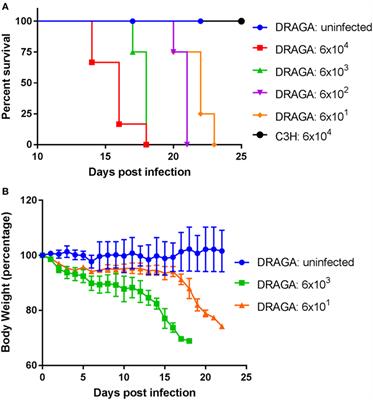 Dissemination of Orientia tsutsugamushi, a Causative Agent of Scrub Typhus, and Immunological Responses in the Humanized DRAGA Mouse